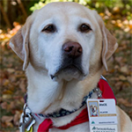 Assistance Dogs